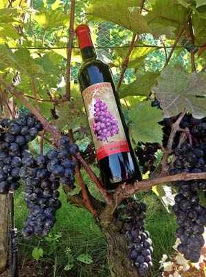 Wine from the Paris vineyard Le Clos de Montmartre