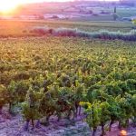 vineyards-saint-chinian-languedoc-roussillon