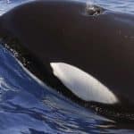Au large des côtes ibériques : Mystérieuses attaques d’orques : Wow, quelle énorme bête !