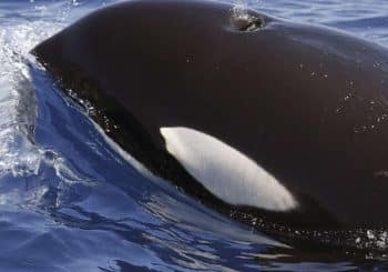Au large des côtes ibériques : Mystérieuses attaques d’orques : Wow, quelle énorme bête !