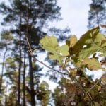 Chaleur dans la forêt : les feuilles de chêne peuvent résister à des températures étonnamment élevées
