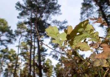 Chaleur dans la forêt : les feuilles de chêne peuvent résister à des températures étonnamment élevées