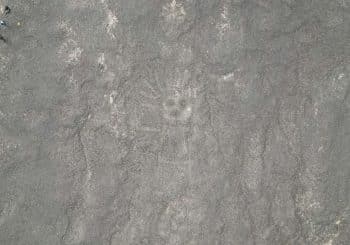 Archéologie : Des centaines d&rsquo;images de grattage supplémentaires découvertes à Nazca, au Pérou
