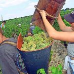 Les producteurs de vin en France sont en colère: frappe des jambes pour les vignerons