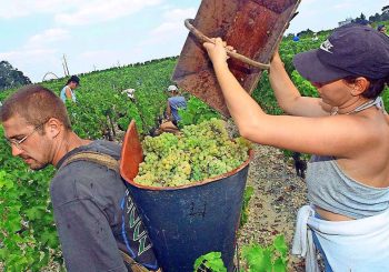 Trump Club pour les vignerons