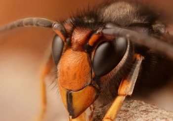 Randonnées asiatiques: à quel point est-ce dangereux?