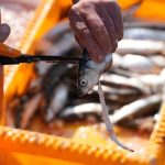 Rapport environnemental: la pêche au réseau de piste peut causer des milliards de dommages