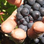 Allégation de traite des êtres humains: détention pour la récolte de vins de la honte - les aides à la récolte exploitées