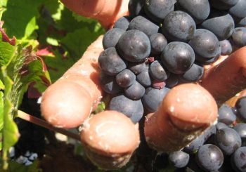 Allégation de traite des êtres humains: détention pour la récolte de vins de la honte – les aides à la récolte exploitées