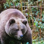 Après l'attaque de Jogger: Problème Bärin Gaia en chemin dans la forêt noire