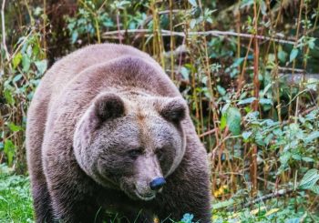 Après l&rsquo;attaque de Jogger: Problème Bärin Gaia en chemin dans la forêt noire