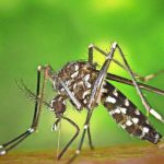 Chikungunyafieber à Strasbourg: Maladie tropicale: Infection à Stuttgart possible?