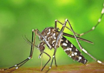 Chikungunyafieber à Strasbourg: Maladie tropicale: Infection à Stuttgart possible?