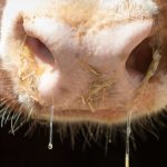 Maladie de la peau grumeleuse: après des épidémies en Europe: avertissement de la maladie du bœuf