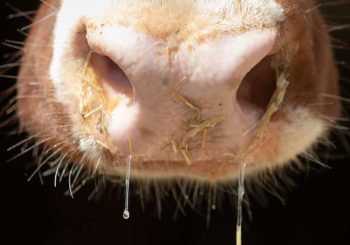 Maladie de la peau grumeleuse: après des épidémies en Europe: avertissement de la maladie du bœuf