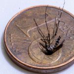 Près de Bade-Würtemberg: infection de Chikungunya en Alsace-near la frontière allemande