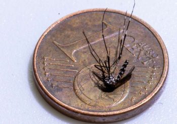 Près de Bade-Würtemberg: infection de Chikungunya en Alsace-near la frontière allemande