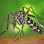 Tiger Mosquito transfère le chikungunya en Alsace pour la première fois