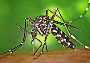 Tiger Mosquito transfère le chikungunya en Alsace pour la première fois