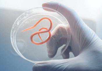 Ce parasite invisible menace les campeurs — comment l’éviter cet été