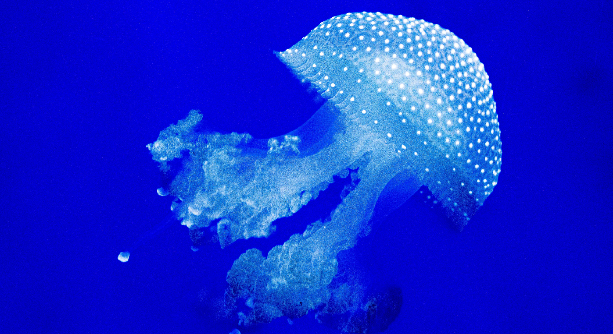 Cette méduse quasi invisible envahit certaines plages en été — une piqûre peut être mortelle