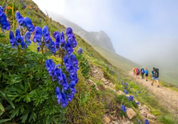 Les randonneurs du sud de la France menacés par une plante toxique qui envahit les sentiers