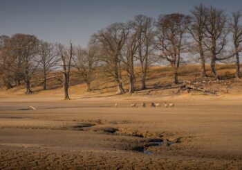 Ce parc naturel du Morvan est menacé par une sécheresse historique