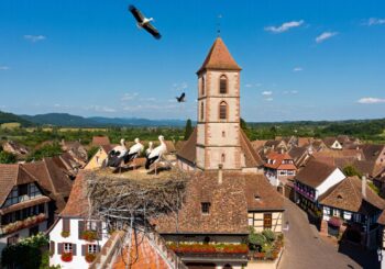 Ces cigognes nichent chaque année sur le clocher d’un village d’Alsace