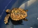 Découverte rare : une jeune tortue de mer trouvée à Sylt
