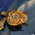 Découverte rare : une jeune tortue de mer trouvée à Sylt