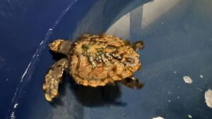 Découverte rare : une jeune tortue de mer trouvée à Sylt