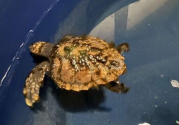 Découverte rare : une jeune tortue de mer trouvée à Sylt