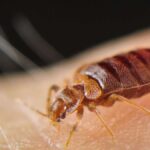 Istanbul, Sri Lanka, Égypte - le poison des punaises de lit est de plus en plus probable