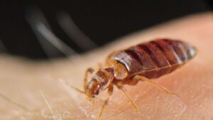 Istanbul, Sri Lanka, Égypte - le poison des punaises de lit est de plus en plus probable