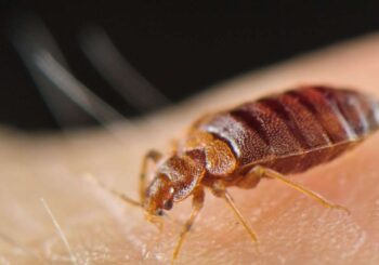 Istanbul, Sri Lanka, Égypte – un poison mortel pour les punaises de lit ?