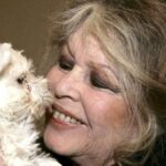 Nécrologie : Brigitte Bardot : La légende du cinéma Bardot est décédée