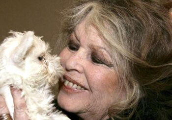 Nécrologie : Brigitte Bardot : La légende du cinéma Bardot est décédée