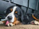 Un chien disparu réapparaît dans les Vosges après 18 jours