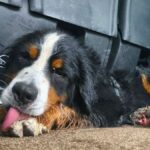 Un chien disparu réapparaît dans les Vosges après 18 jours
