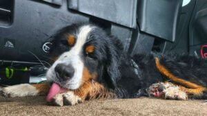 Un chien disparu réapparaît dans les Vosges après 18 jours