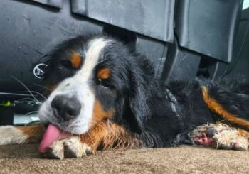 Un chien disparu réapparaît dans les Vosges après 18 jours