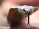 Une morsure peut être mortelle : un cobra venimeux tient en haleine une petite ville du sud de la France