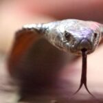 Une morsure peut être mortelle : un cobra venimeux tient en haleine une petite ville du sud de la France