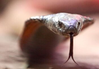 Une morsure peut être mortelle : un cobra venimeux tient en haleine une petite ville du sud de la France