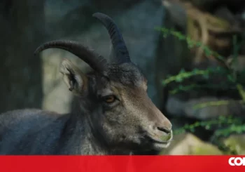 Des chasseurs il y a 15 000 ans adaptaient la chasse selon les cycles de la chèvre des montagnes