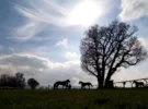 Razzia d’Europol : des chevaux de course transformés illégalement en snacks ?