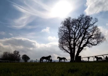 Razzia d’Europol : des chevaux de course transformés illégalement en snacks ?
