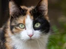 France : Le chat s’échappe – La famille passe ses vacances à l’aire d’autoroute