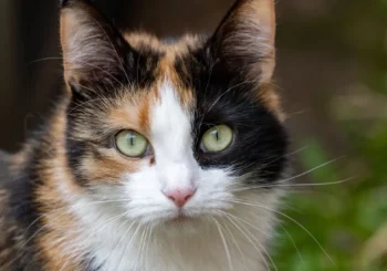 France : Le chat s’échappe – La famille passe ses vacances à l’aire d’autoroute