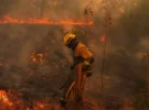 Sous-bois dense et chaleur extrême : pourquoi les incendies en France et en Espagne battent tous les records